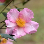 桜司 Sakura-tsukasa 高野 末男 桜司 Sakura-tsukasa 高野 末男
