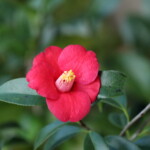 赤寺 Aka-dera 高野 末男 赤寺 Aka-dera 高野 末男