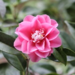 菱唐糸 Hishi-karaito 高野 末男 菱唐糸 Hishi-karaito 高野 末男