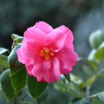 緋蓮華 Hirenge 高野 末男 緋蓮華 Hirenge 高野 末男