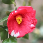 紅色地に白斑が入る、原木は東大寺・開山堂にある。花期:3~4 糊こぼし Norikoboshi 高野 末男