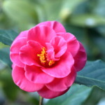 末摘花 Suetsumuhana 高野 末男 末摘花 Suetsumuhana 高野 末男