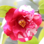 春日野 Kasugano 高野 末男 春日野 Kasugano 高野 末男