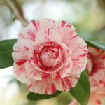 菊更紗 Kiku-sarasa 高野 末男 菊更紗 Kiku-sarasa 高野 末男