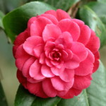 赤角倉 Aka-sumi-no-kura 高野 末男 赤角倉 Aka-sumi-no-kura 高野 末男