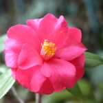 緋蓮華 Hirenge 高野 末男 緋蓮華 Hirenge 高野 末男