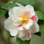 灌花絞 Kanka-shibori 高野 末男 灌花絞 Kanka-shibori 高野 末男