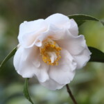 鴇の羽重 Toki-no-hagasane 高野 末男 鴇の羽重 Toki-no-hagasane 高野 末男