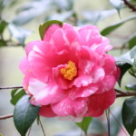 花橘 Hana-tachibana 高野 末男 花橘 Hana-tachibana 高野 末男