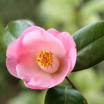 香 華 Kōka 高野 末男 香 華 Kōka 高野 末男