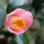 太郎庵 Tarōan 高野 末男 太郎庵 Tarōan 高野 末男
