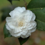 白菊 Shiragiku 高野 末男 白菊 Shiragiku 高野 末男