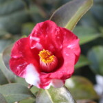 蜀 紅 Shokkō 高野 末男 蜀 紅 Shokkō 高野 末男