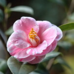 五色八重散椿 Goshiki-yae-chiritsubaki 高野 末男 五色八重散椿 Goshiki-yae-chiritsubaki 高野 末男