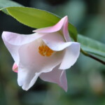 以津の夢　Itsu-no-yume　高野 末男