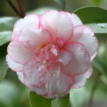 酒中花 Shuchūka 高野 末男 酒中花 Shuchūka 高野 末男