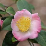 御所桜 Goshozakuraa 高野 末男 御所桜 Goshozakuraa 高野 末男