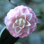 津川絞 Tugawa-shibori 高野 末男 津川絞 Tugawa-shibori 高野 末男