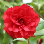 薩摩紅 Satsuma-kurenai 高野 末男 薩摩紅 Satsuma-kurenai 高野 末男